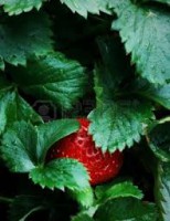 Strawberry Patch 15 ml
